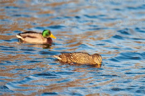 Flock of mallard ducks floating in water 18904389 Stock Photo at Vecteezy