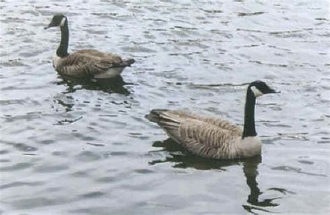 FEEDING THE GEESE - C.A.S.H. Committee To Abolish Sport Hunting