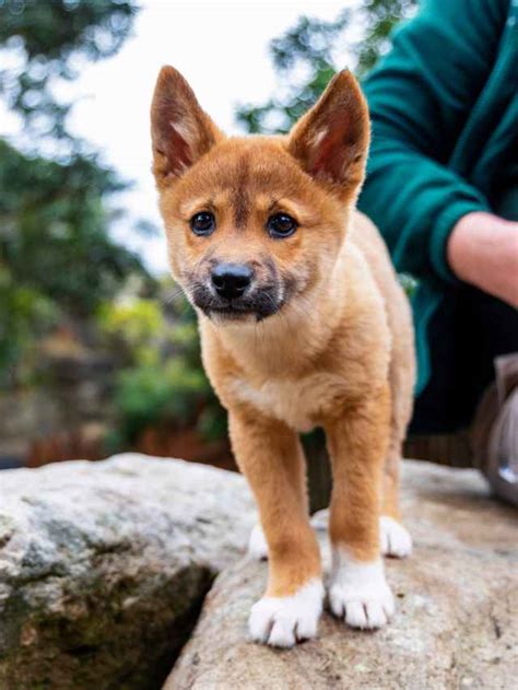 Dingo puppies ready for summer holidays | Daily Telegraph