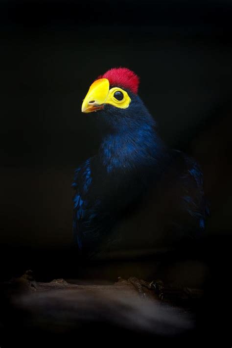 Jungle Fowl Stock Photos, Images and Backgrounds for Free Download