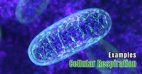 14 Cellular Respiration Examples – StudiousGuy