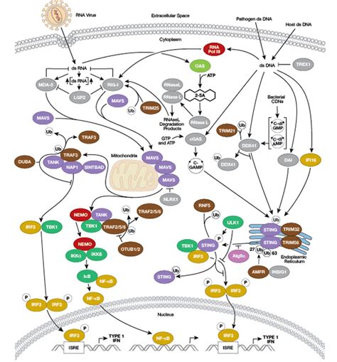 Overview of Immunology | Cell Signaling Technology