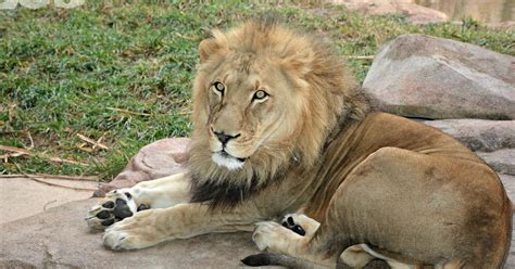 Fort Wayne zoo’s popular lion dies week after cancer found