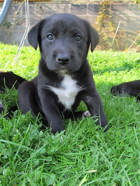 Borador (Border Collie-Lab Mix) Info, Puppies, Temperament, Pictures