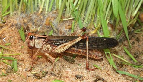 Crop-eating locust population in the east 'could explode 400-fold ...