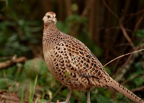 Ringneck Pheasant Facts, Habitat, Diet, Life Cycle, Baby, Pictures