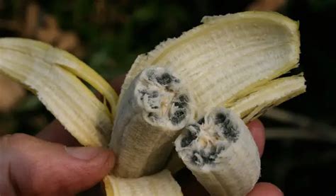 The Anatomy of Banana Seeds: What Do Banana Seeds Look Like?