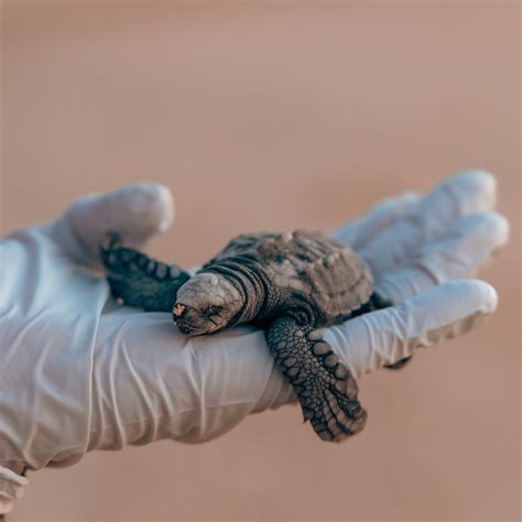 Preserving the Legacy: The Successful Sea Turtle Conservation in Cabo ...