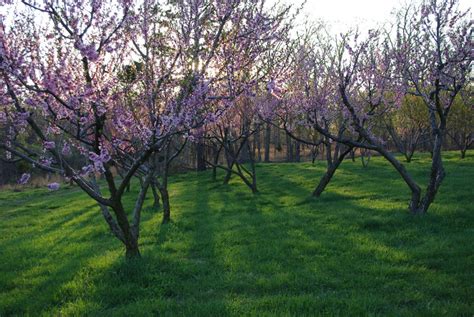 Peach orchard 2 by InKi-Stock on DeviantArt