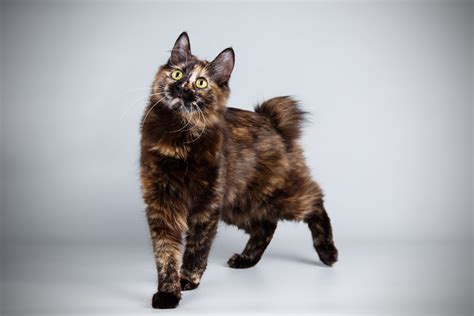 Kurilian Bobtail: Cat Breed Profile, Characteristics & Care