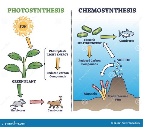 Chemosynthesis Clipart And Illustrations