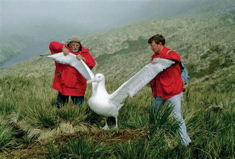 🔥 Wandering Albatross have an 11 foot wingspan. Here's a pair in a courtship display (credit: A ...