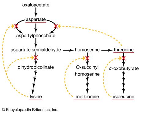 End-product inhibition | biochemistry | Britannica