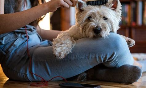 Grooming a Dog With Clippers: How to Give a Dog a Haircut at Home | BeChewy