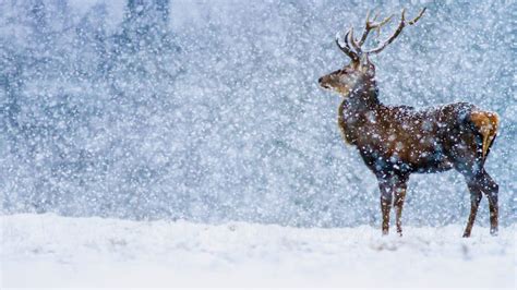 Download Winter Snow Snowfall Animal Deer HD Wallpaper