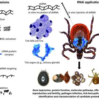 Model of the mechanism of RNAi applications in tick biology. Both model ...