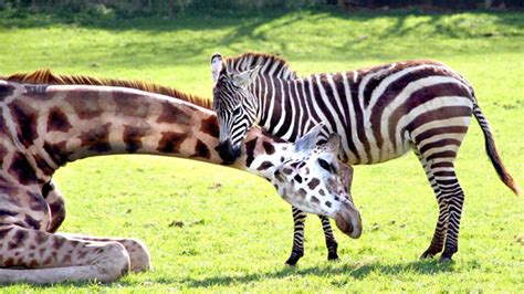 African adventures at Noah's Ark Zoo Farm