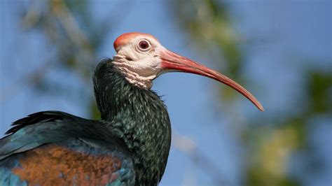 Impressive Facts About Ibis That Will Blow Your Mind – Animal Encyclopedia