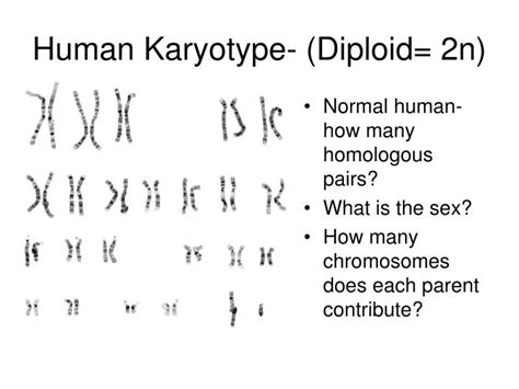 PPT - Human Karyotype- (Diploid= 2n) PowerPoint Presentation, free download - ID:6980394