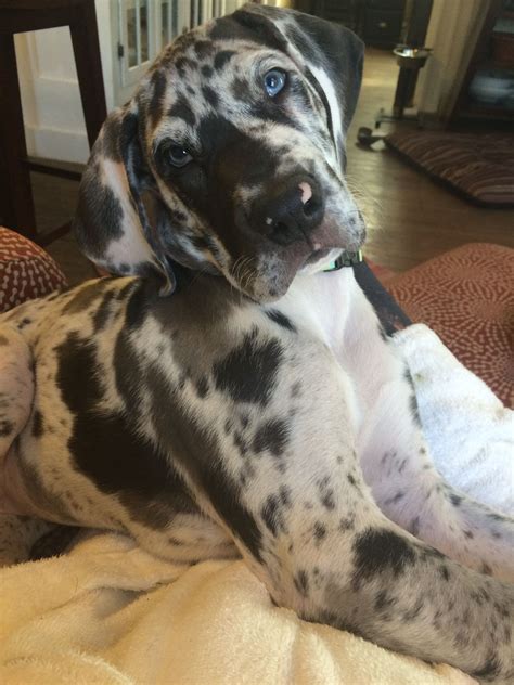 47+ Blue Merle Harlequin Great Dane Puppy Pic - Codepromos