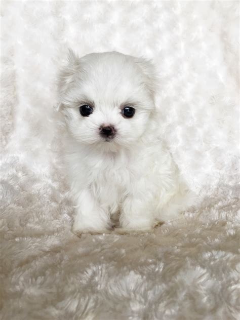 Tiny Teacup Maltese Puppy For Sale! Bunny - iHeartTeacups