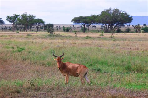 Hartebeest Images – Browse 6,172 Stock Photos, Vectors, and Video ...