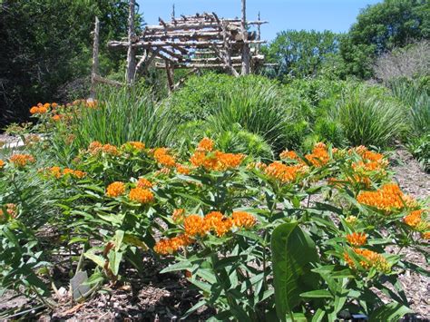 How to Design a Native Plant Garden - Dyck Arboretum