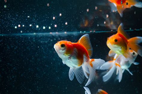 Can Koi Eat Goldfish Food? (We’ve Got The Answer) - Pond Heaven