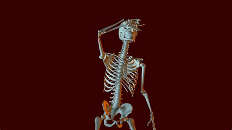 Dancing Skeleton Animation Stock Motion Graphics SBV-300272916 ...