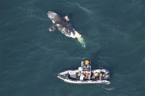 Another Endangered Whale Was Found Dead off East Coast. This One Died ...