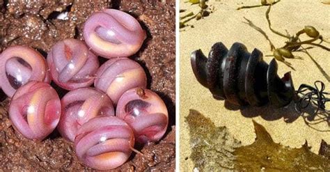 18 Weird Animal Eggs That Will Make You Glad to Be a Mammal