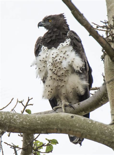 Martial Eagle | Endangered Species of Birds | Birding