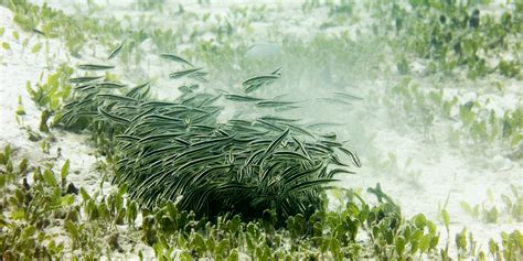 The Importance of Seagrass Meadows - PATA Sustainability & Social ...