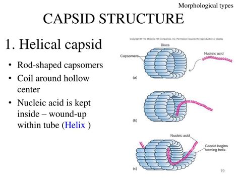 PPT - An Introduction to Viruses PowerPoint Presentation, free download - ID:2274891