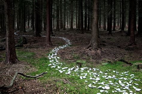 Temporary Installations Create Winding Paths Through a Forest in the South of England — Colossal