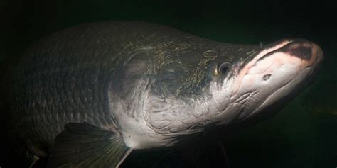 Mengenal Arapaima: Ikan Predator dari Sungai Amazon | merdeka.com