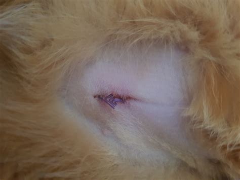 What Should A Spay Incision Look Like After 2 Weeks E - vrogue.co