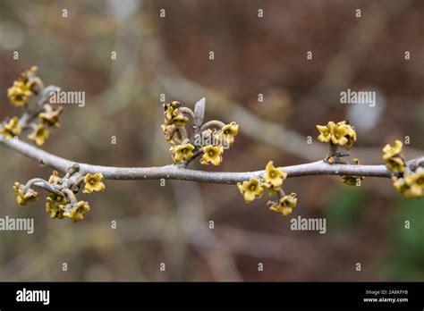 American witch hazel hi-res stock photography and images - Alamy