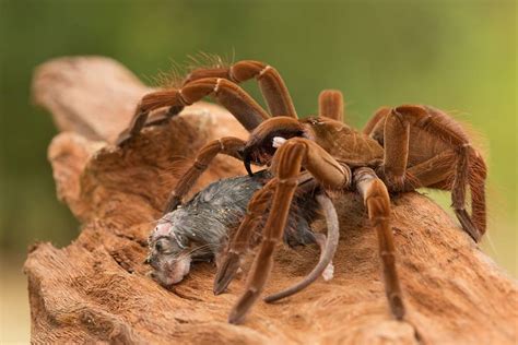 El video de la araña más grande del mundo capaz de comer pájaros, ranas ...