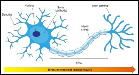 Neuroscience Basics: The Neuron - Owlcation - Education