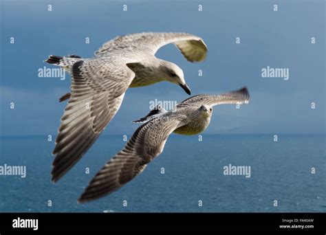 Seagulls Flying Formation Stock Photo - Alamy