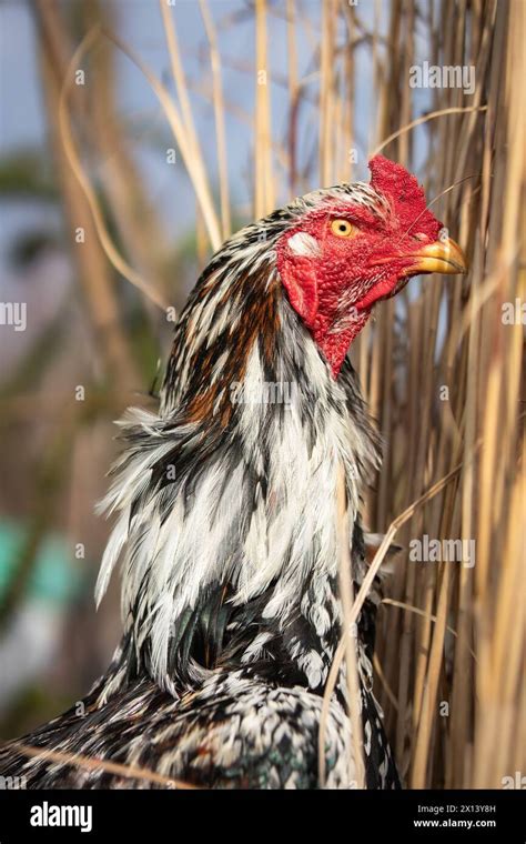 Portrait of Gallus Domesticus Outside. Shallow Depth of Field of ...