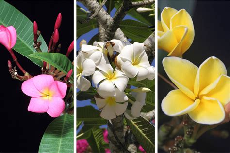 Plumeria Rubra Flower: Characteristics and Care Guide - Plants Craze