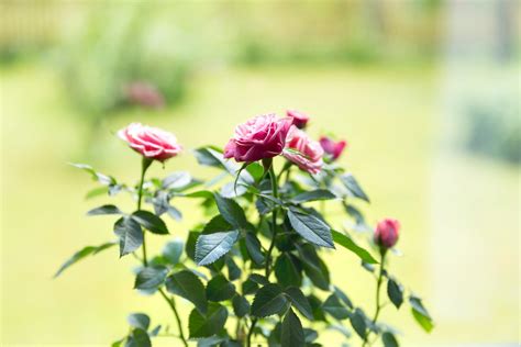 Growing Miniature Roses Indoors – How To Care For Indoor Mini Roses