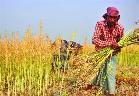 Mustard harvesting continues in Panchagarh | The Asian Age Online ...