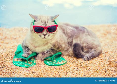 Cat Wearing Sunglasses Lying on the Beach Stock Photo - Image of natural, palm: 128091522