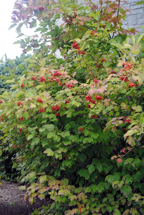 Viburnum trilobum Cranberry Vib | Backyard fences, Fence plants, Pallet fence