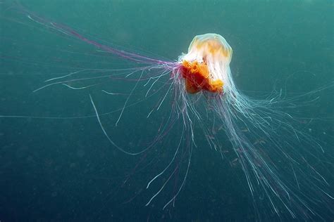 Largest Jellyfish In The World