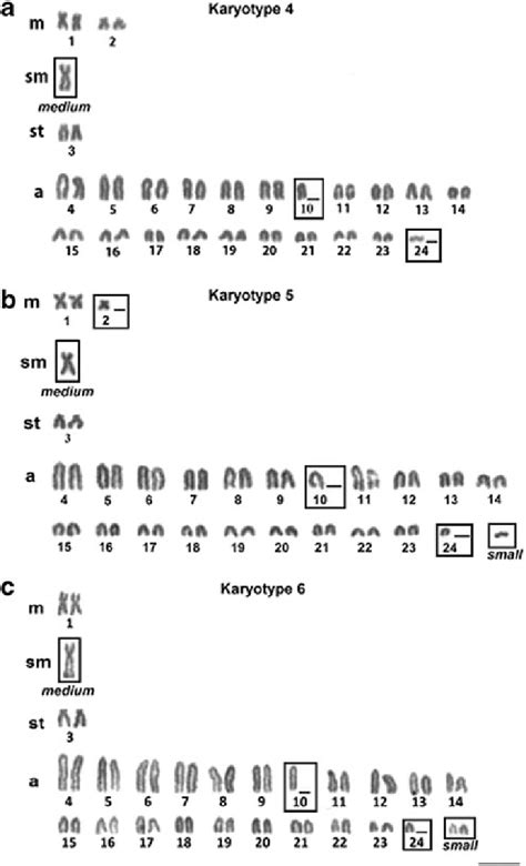 Karyotypes with 2n = 47 chromosomes of R. lanceolata (a-c); the ...