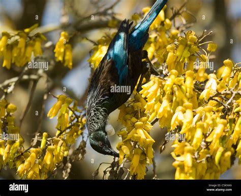 Male Tui bird feeding on nectar in a Kowhai tree, New Zealand Stock Photo - Alamy